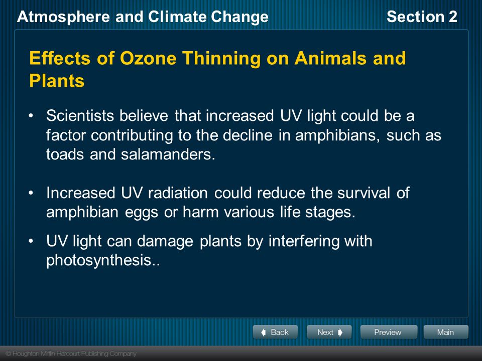 Effects of Ozone Thinning on Animals and Plants