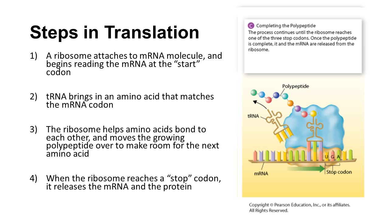 chapter 13.2 (pgs ): ribosomes and protein synthesis