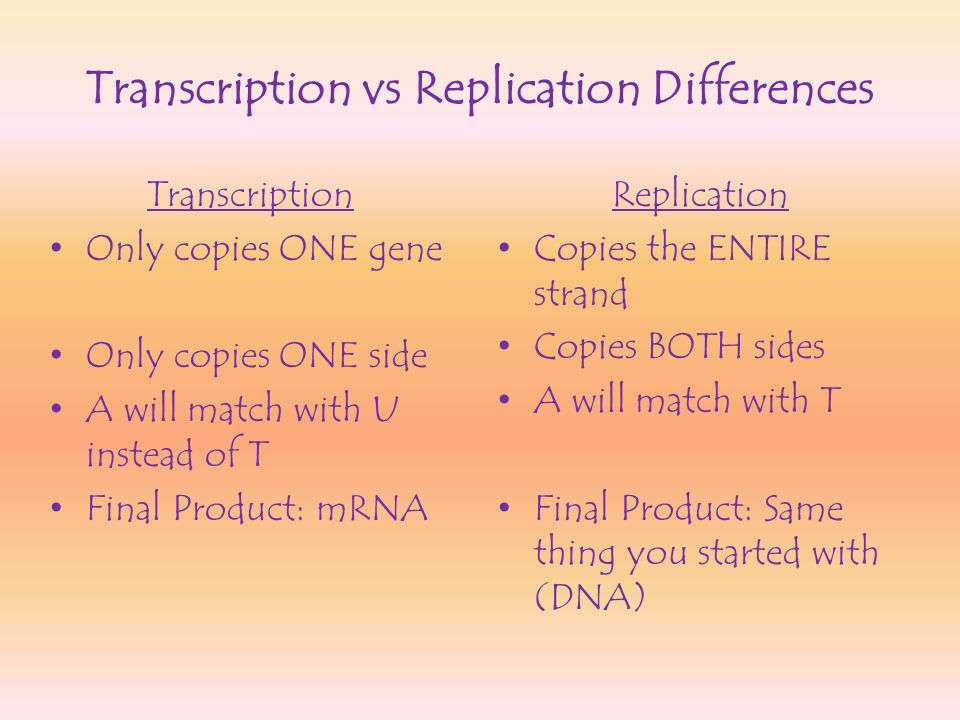 Transcription vs Replication Differences