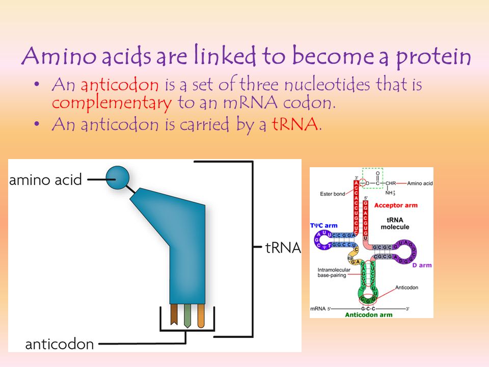 Amino acids are linked to become a protein