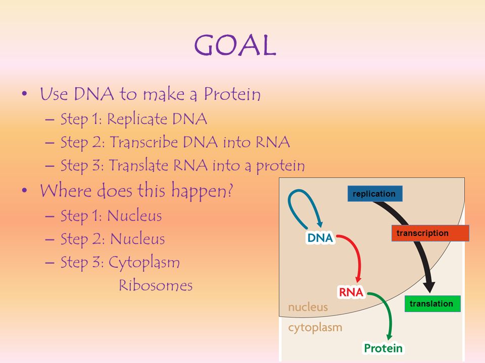 GOAL Use DNA to make a Protein Where does this happen