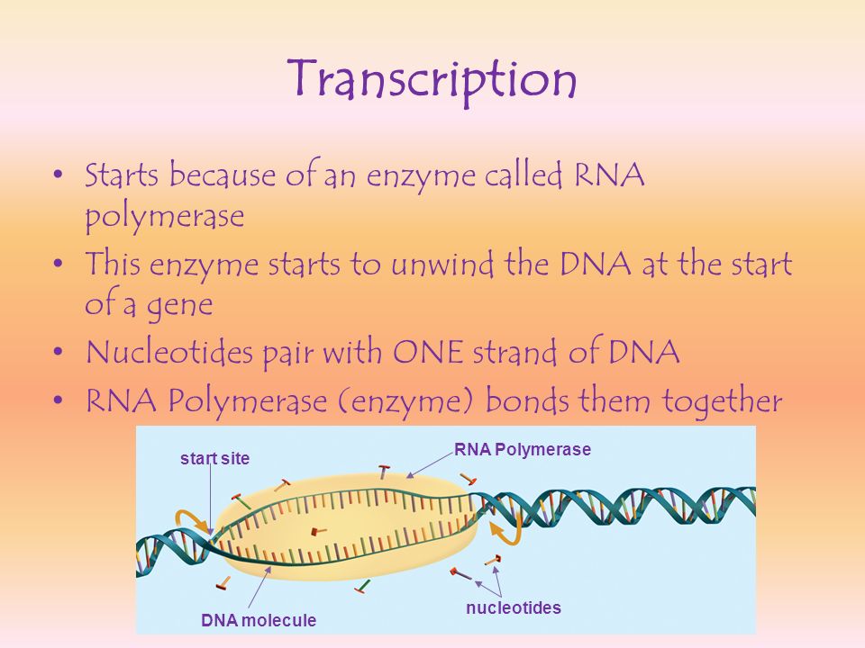 Transcription Starts because of an enzyme called RNA polymerase