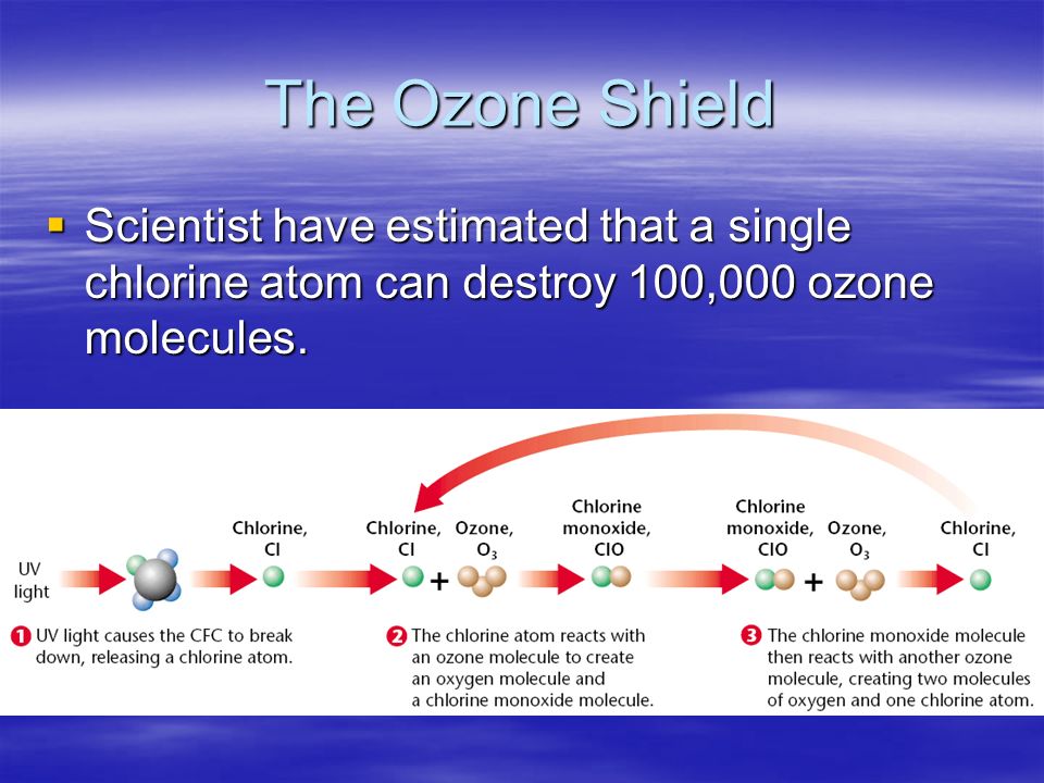 The Ozone Shield Scientist have estimated that a single chlorine atom can destroy 100,000 ozone molecules.