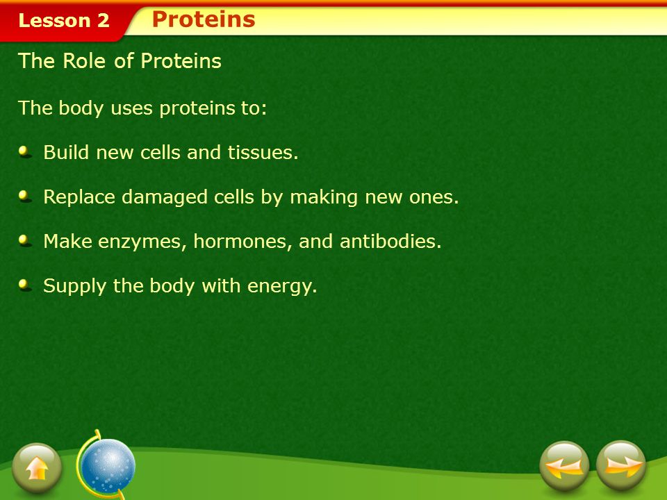 Proteins The Role of Proteins The body uses proteins to:
