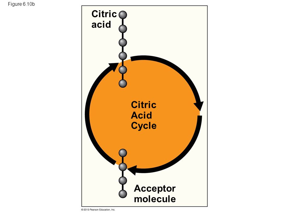 Citric acid Citric Acid Cycle Acceptor molecule INPUT OUTPUT