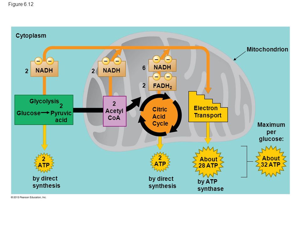 Cytoplasm Mitochondrion – – – – – – 6 NADH 2 NADH 2 NADH – – 2 FADH2