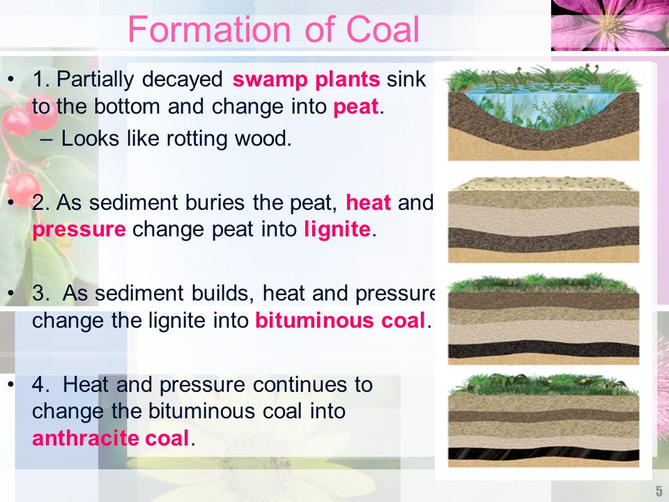 Formation of Coal 1. Partially decayed swamp plants sink to the bottom and change into peat. Looks like rotting wood.