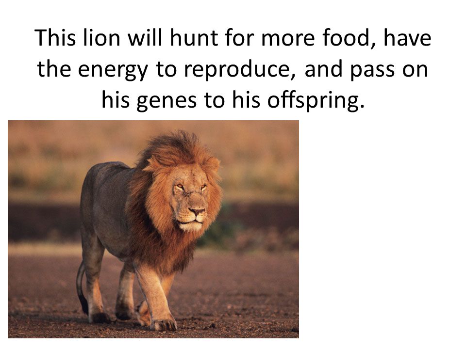 This lion will hunt for more food, have the energy to reproduce, and pass on his genes to his offspring.