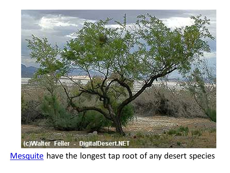 Mesquite have the longest tap root of any desert species