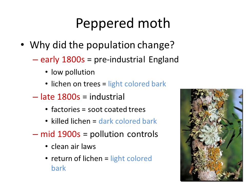 Peppered moth Why did the population change