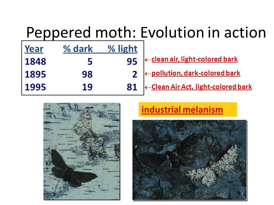 Peppered moth: Evolution in action