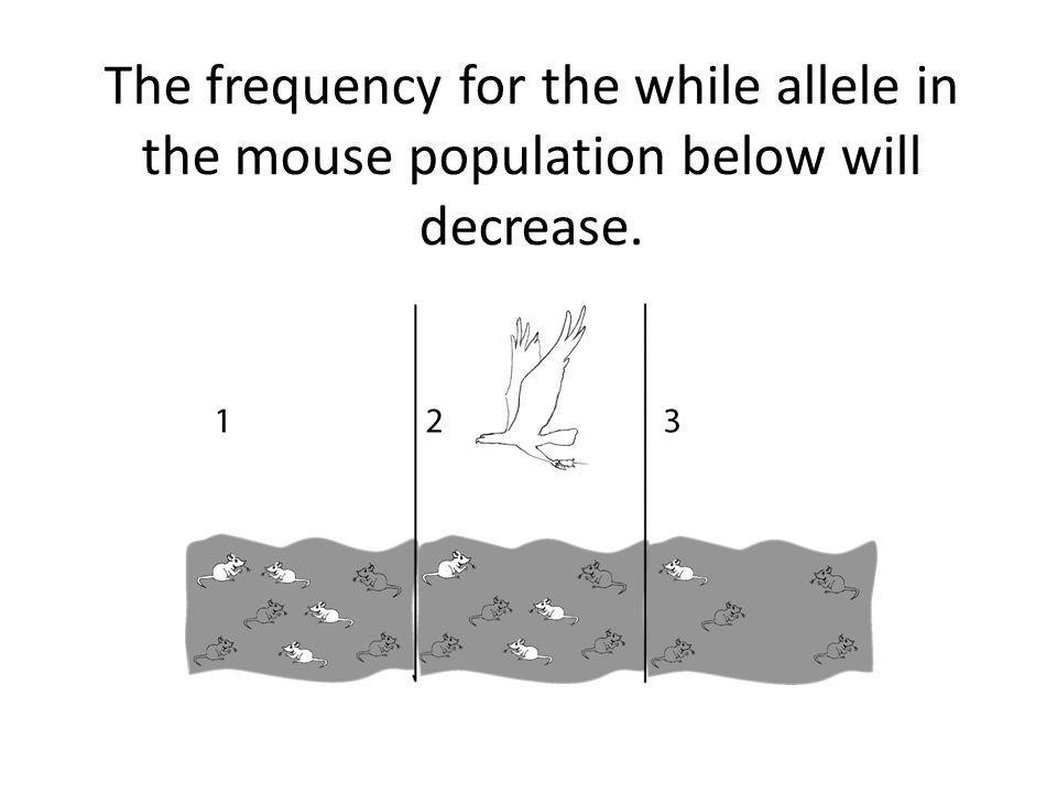 The frequency for the while allele in the mouse population below will decrease.