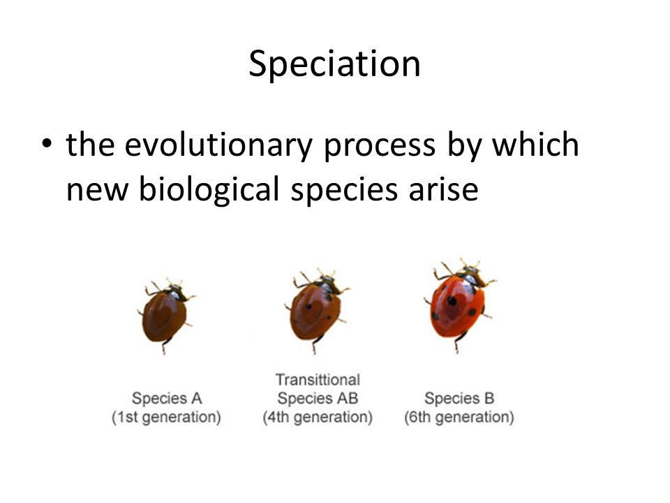Speciation the evolutionary process by which new biological species arise