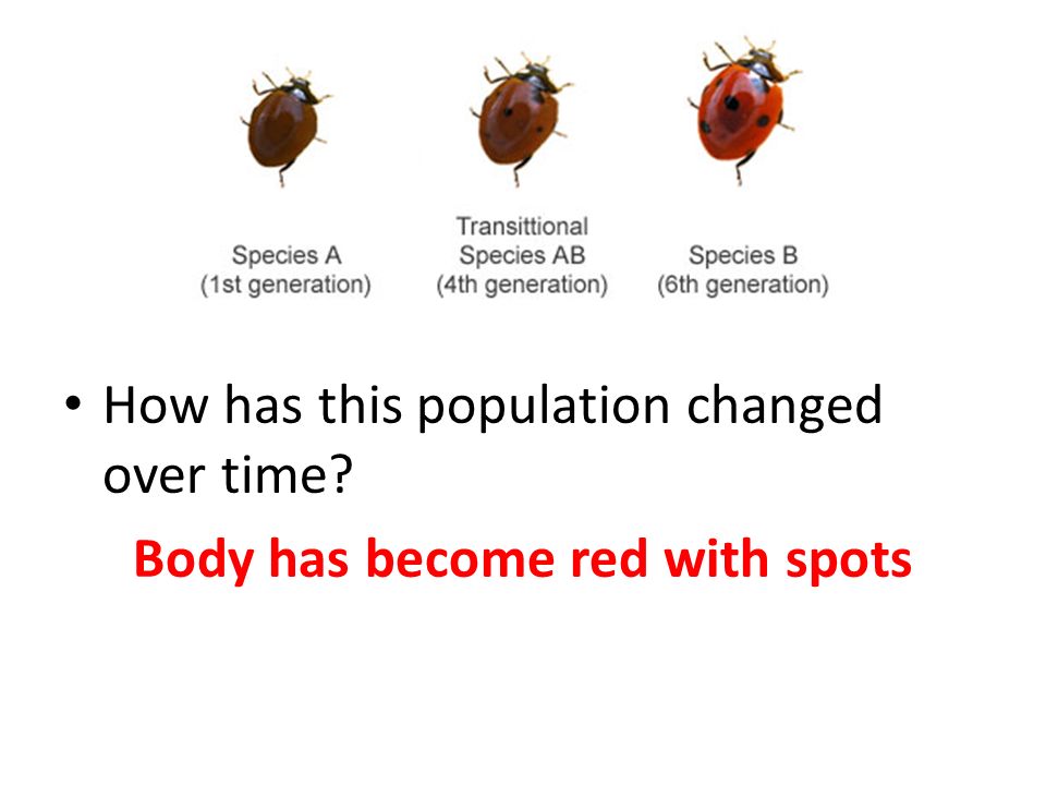 Body has become red with spots