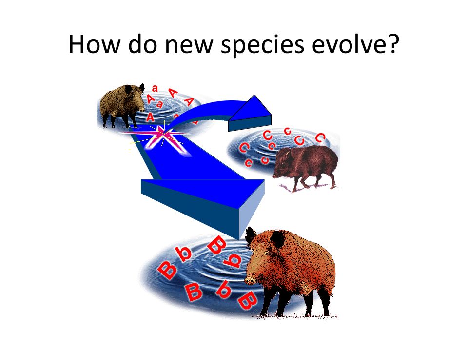 How do new species evolve