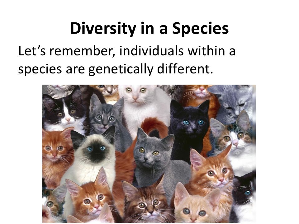 Diversity in a Species Let’s remember, individuals within a species are genetically different.
