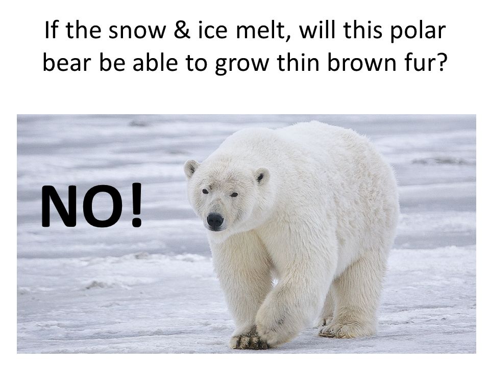 If the snow & ice melt, will this polar bear be able to grow thin brown fur