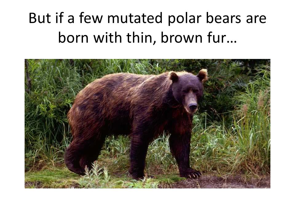 But if a few mutated polar bears are born with thin, brown fur…