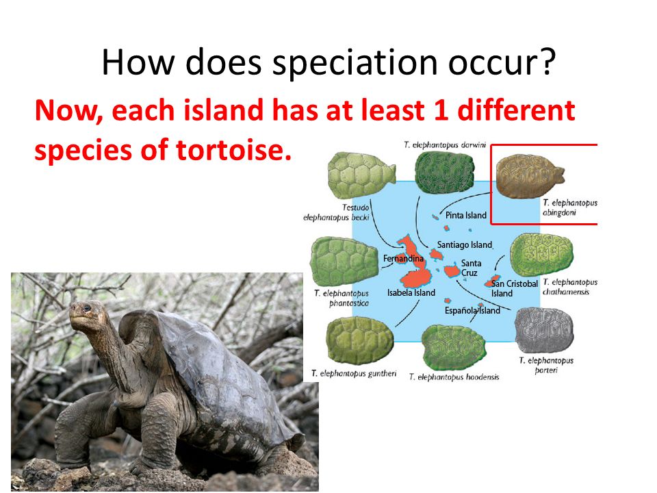 How does speciation occur