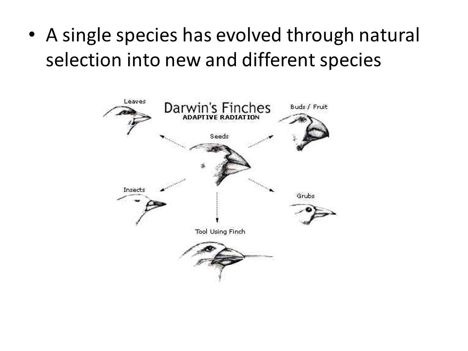 A single species has evolved through natural selection into new and different species