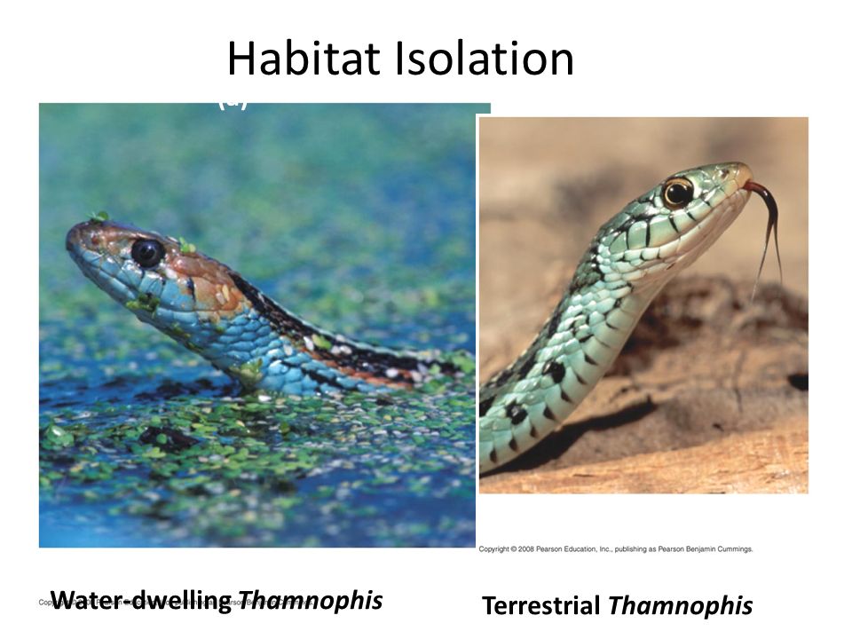 Habitat Isolation (a) Water-dwelling Thamnophis Terrestrial Thamnophis