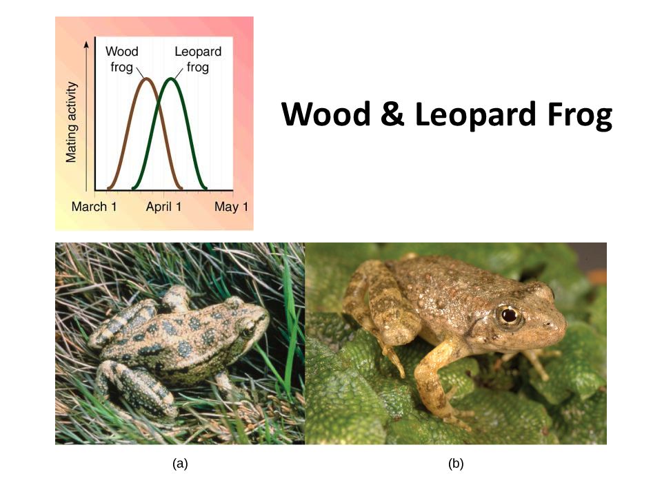 Wood & Leopard Frog