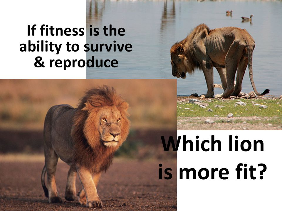 If fitness is the ability to survive & reproduce