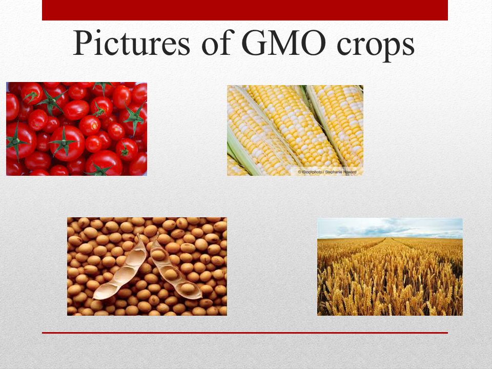 Pictures of GMO crops