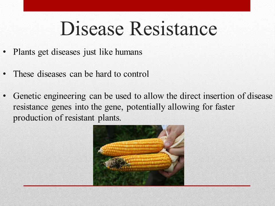 Disease Resistance Plants get diseases just like humans