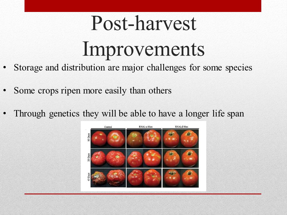 Post-harvest Improvements