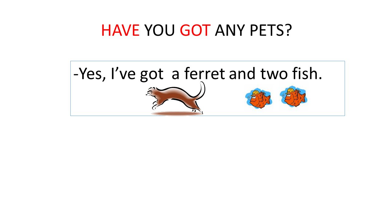HAVE YOU GOT ANY PETS Yes, I’ve got a ferret and two fish.