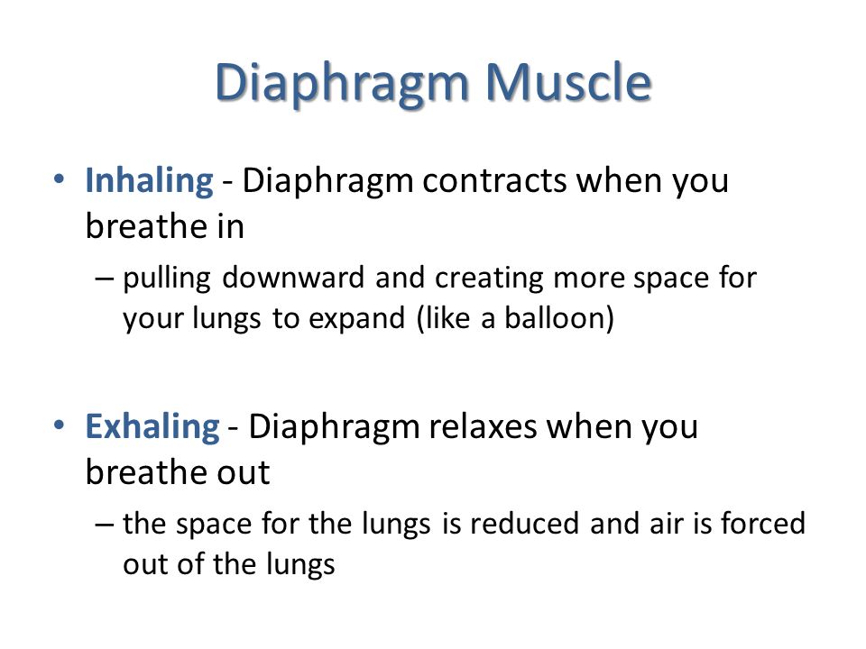 Diaphragm Muscle Inhaling - Diaphragm contracts when you breathe in