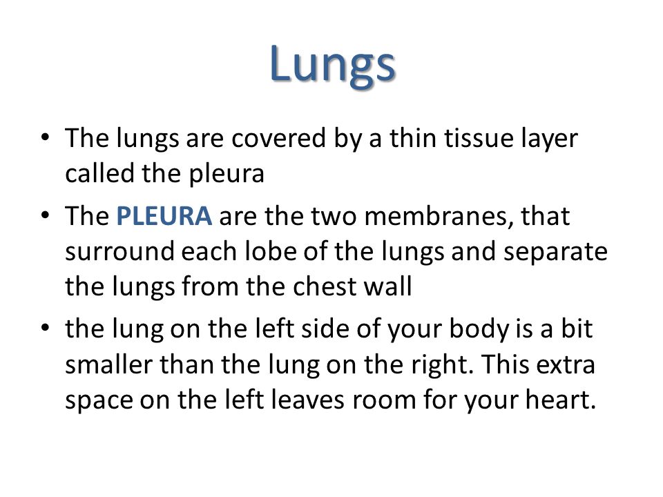 Lungs The lungs are covered by a thin tissue layer called the pleura