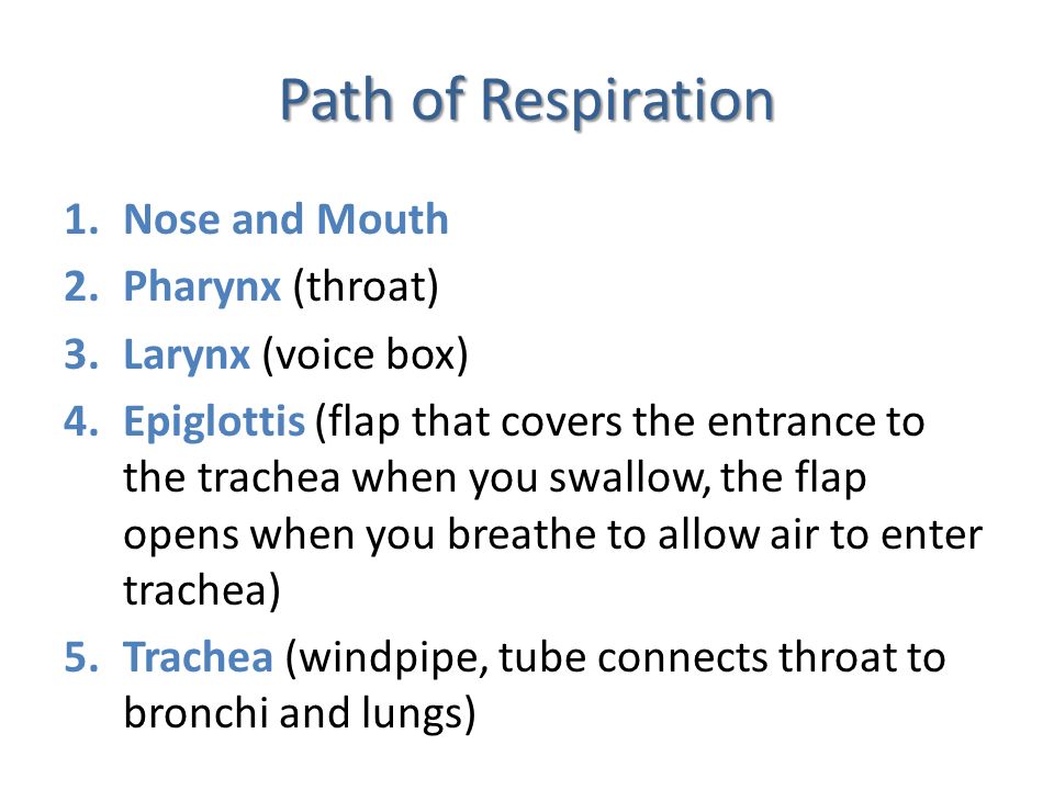 Path of Respiration Nose and Mouth Pharynx (throat) Larynx (voice box)