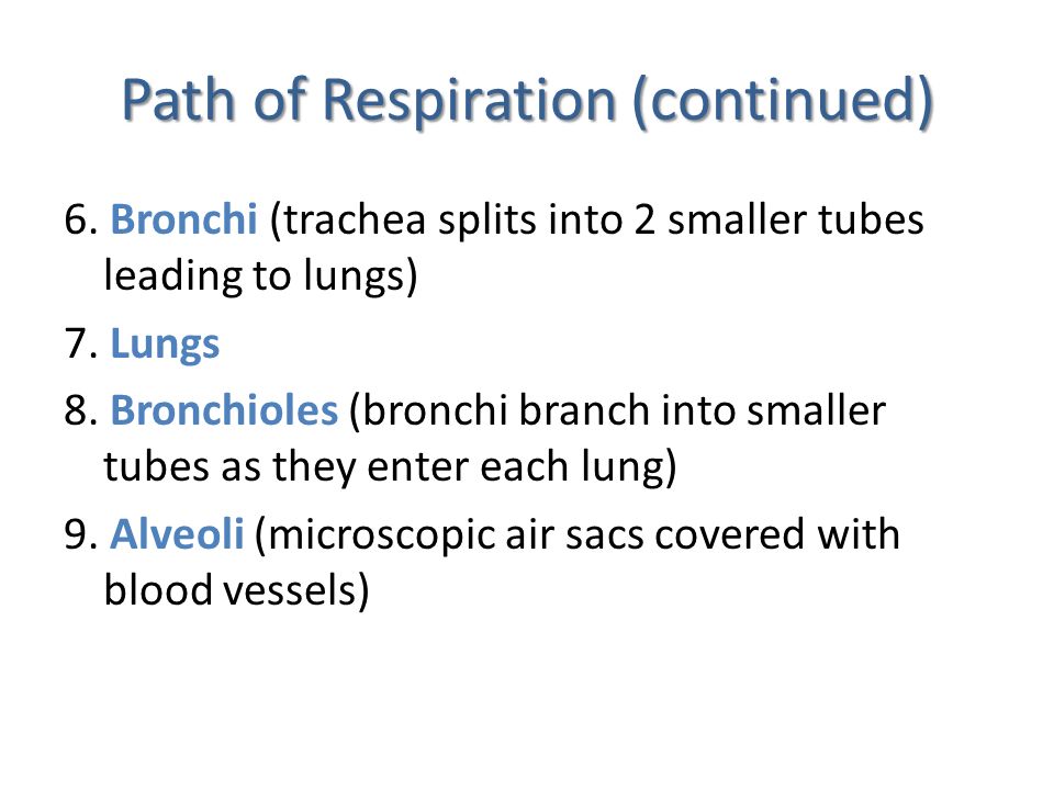 Path of Respiration (continued)