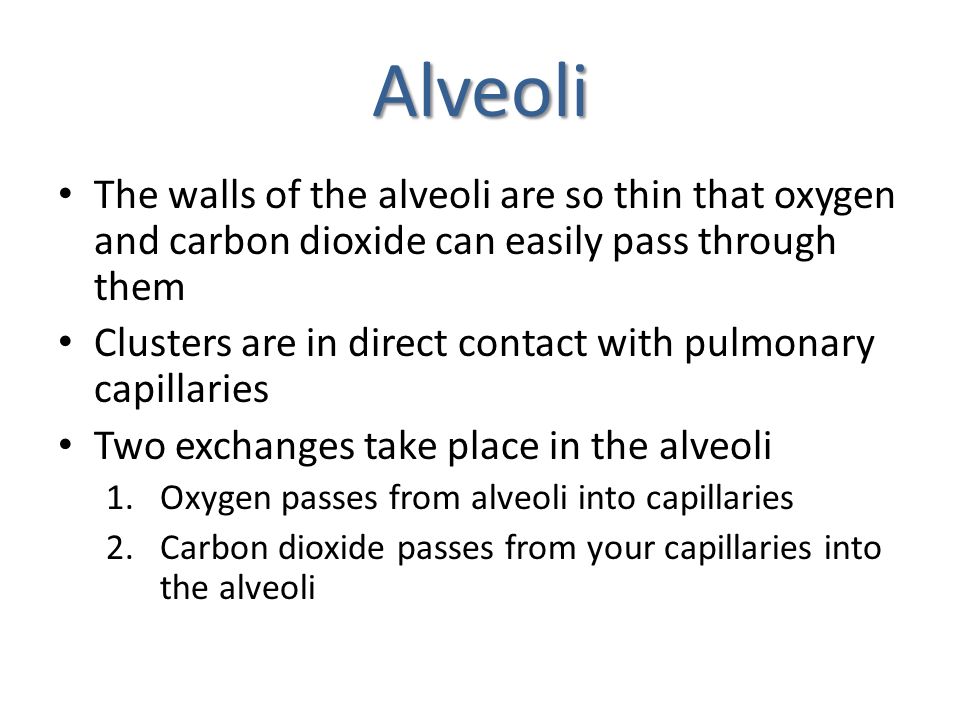Alveoli The walls of the alveoli are so thin that oxygen and carbon dioxide can easily pass through them.