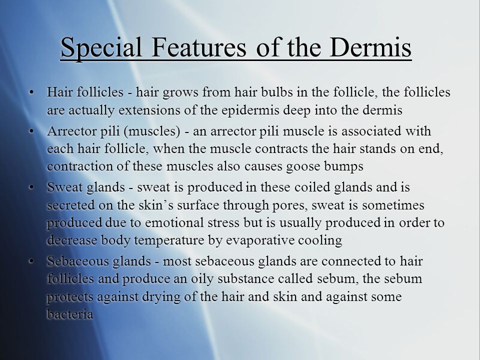 Special Features of the Dermis