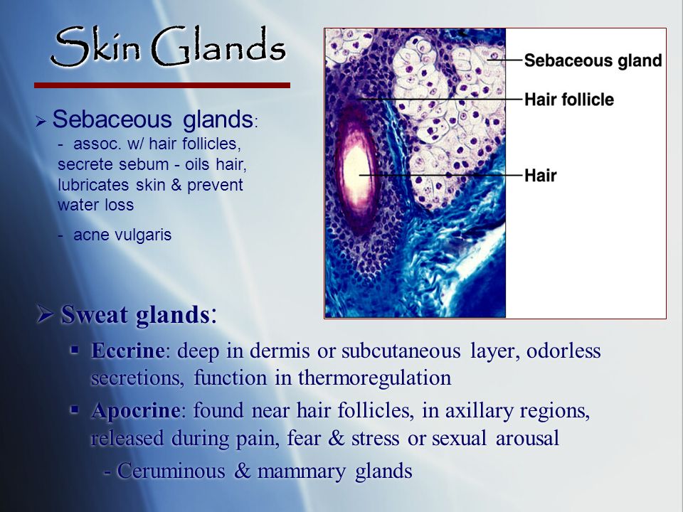 Skin Glands Sweat glands: