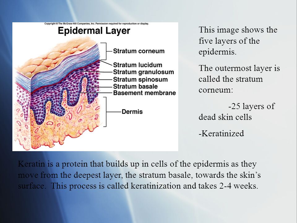 This image shows the five layers of the epidermis.