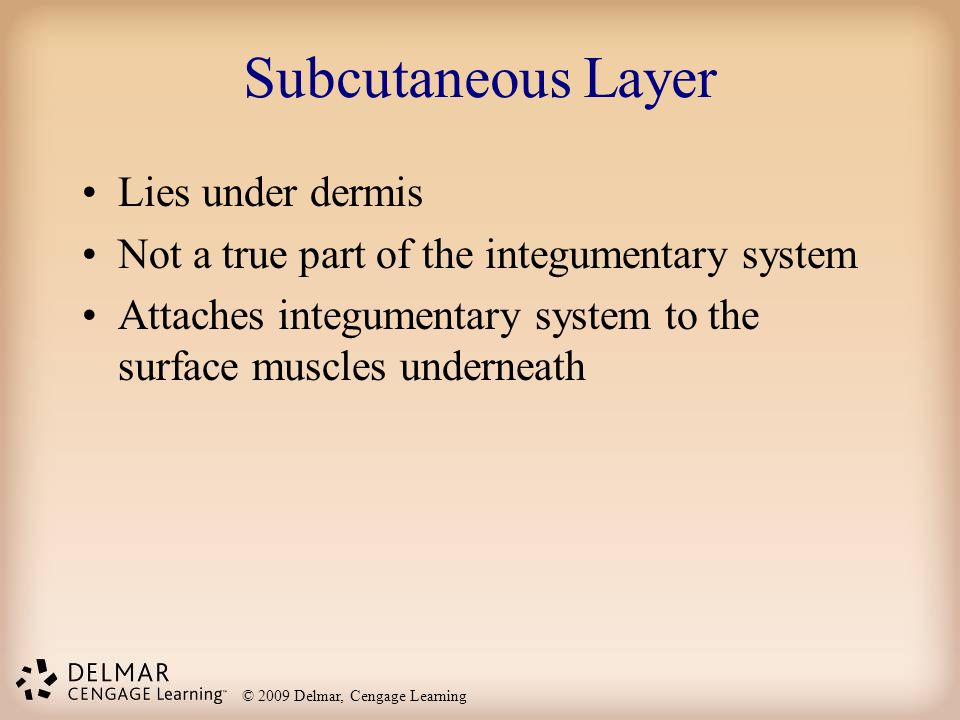 Subcutaneous Layer Lies under dermis