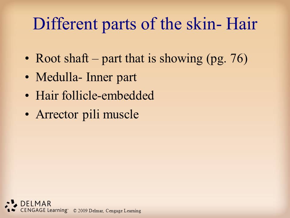 Different parts of the skin- Hair