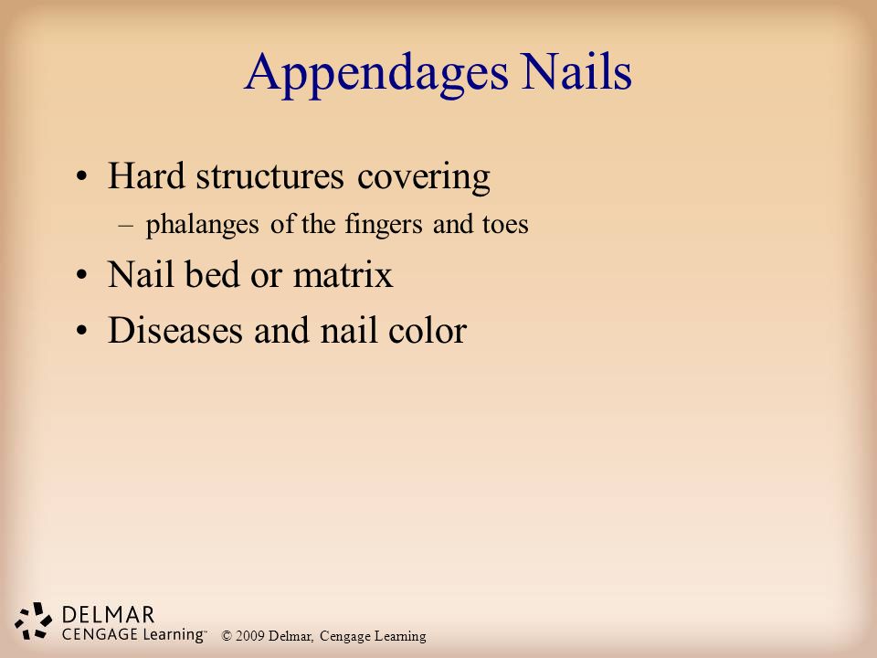 Appendages Nails Hard structures covering Nail bed or matrix