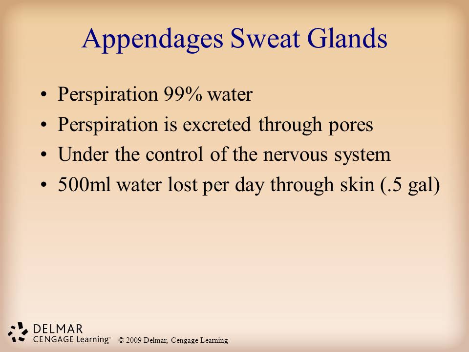 Appendages Sweat Glands