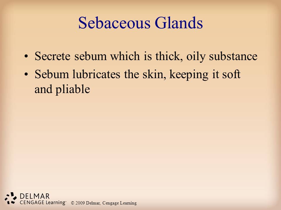 Sebaceous Glands Secrete sebum which is thick, oily substance
