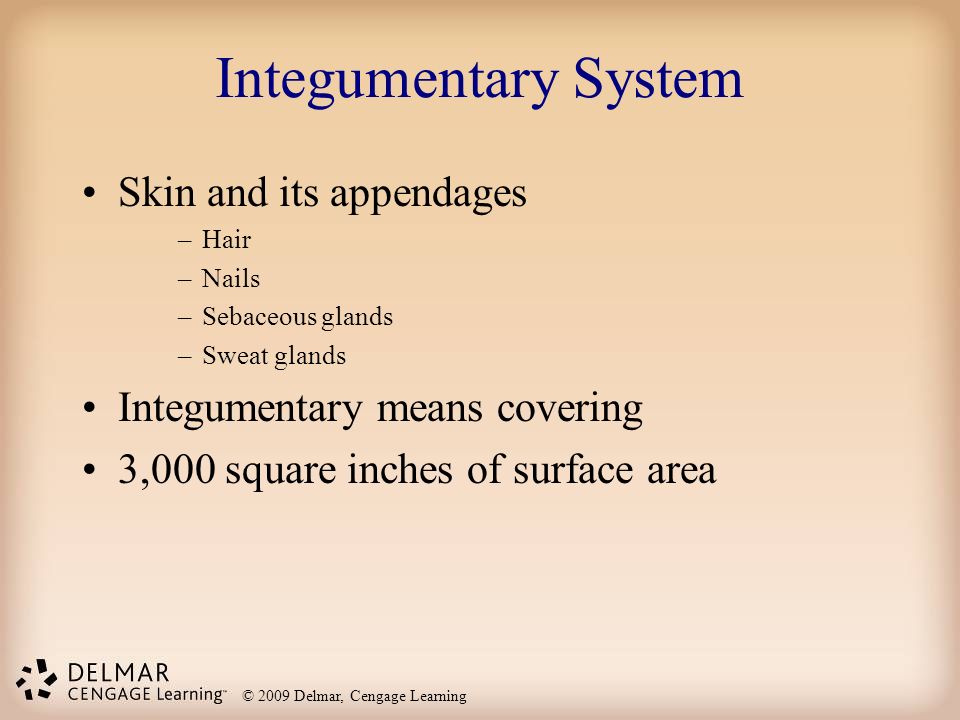 Integumentary System Skin and its appendages