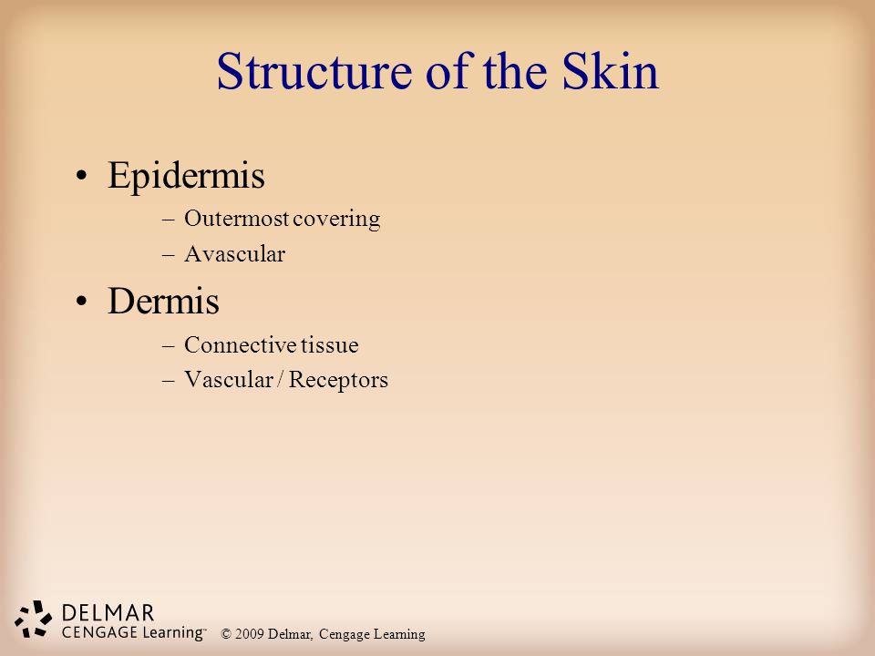 Structure of the Skin Epidermis Dermis Outermost covering Avascular