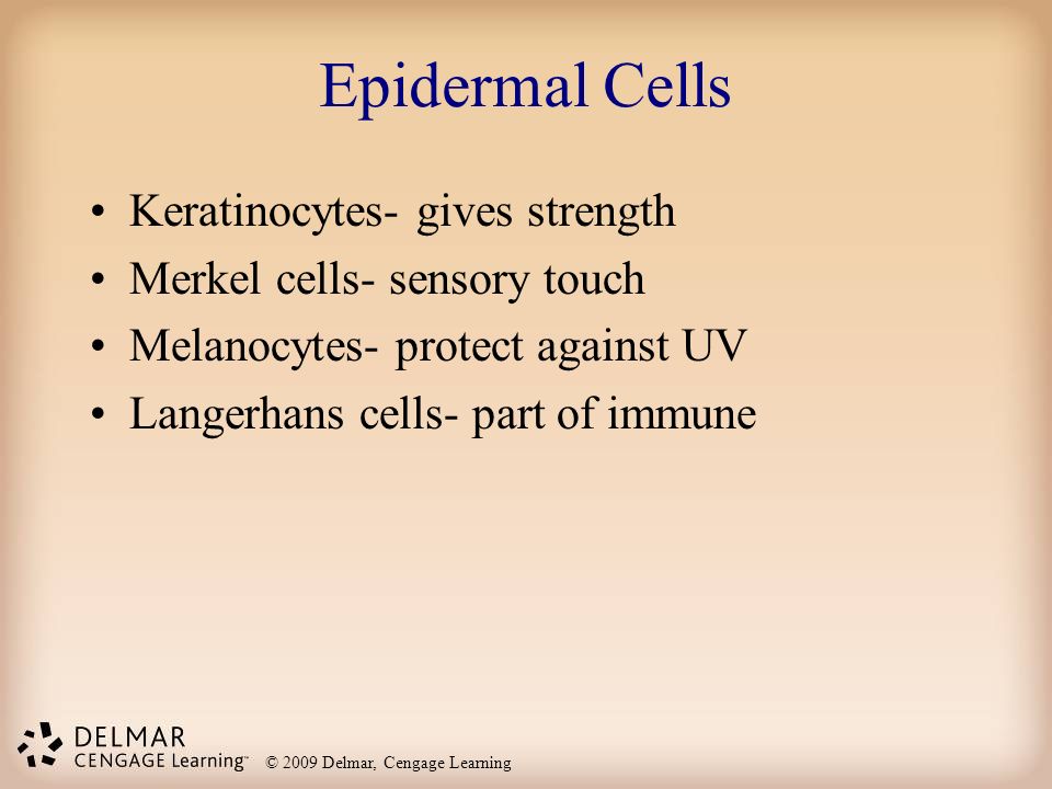 Epidermal Cells Keratinocytes- gives strength