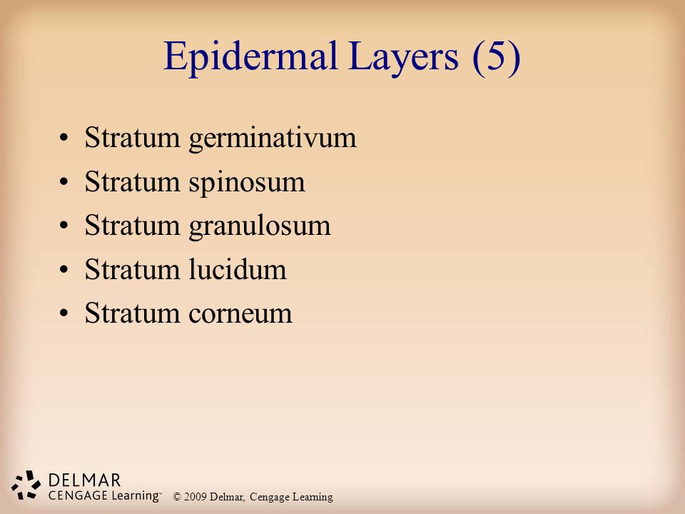 Epidermal Layers (5) Stratum germinativum Stratum spinosum