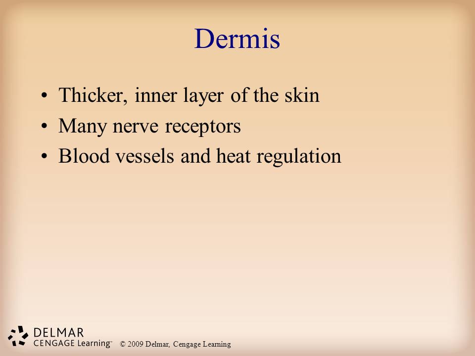 Dermis Thicker, inner layer of the skin Many nerve receptors