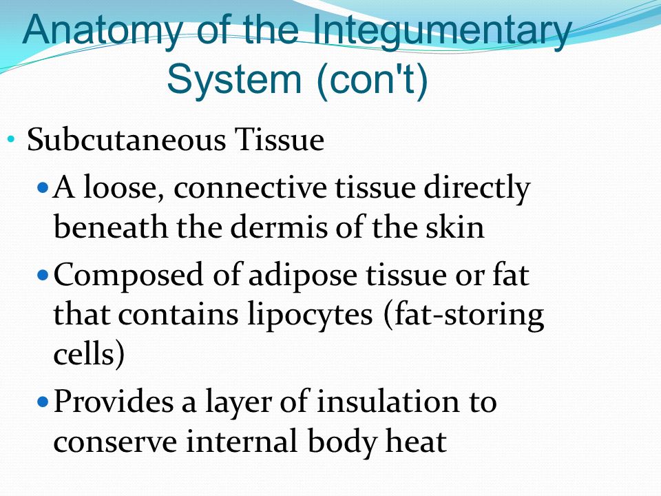 Anatomy of the Integumentary System (con t)